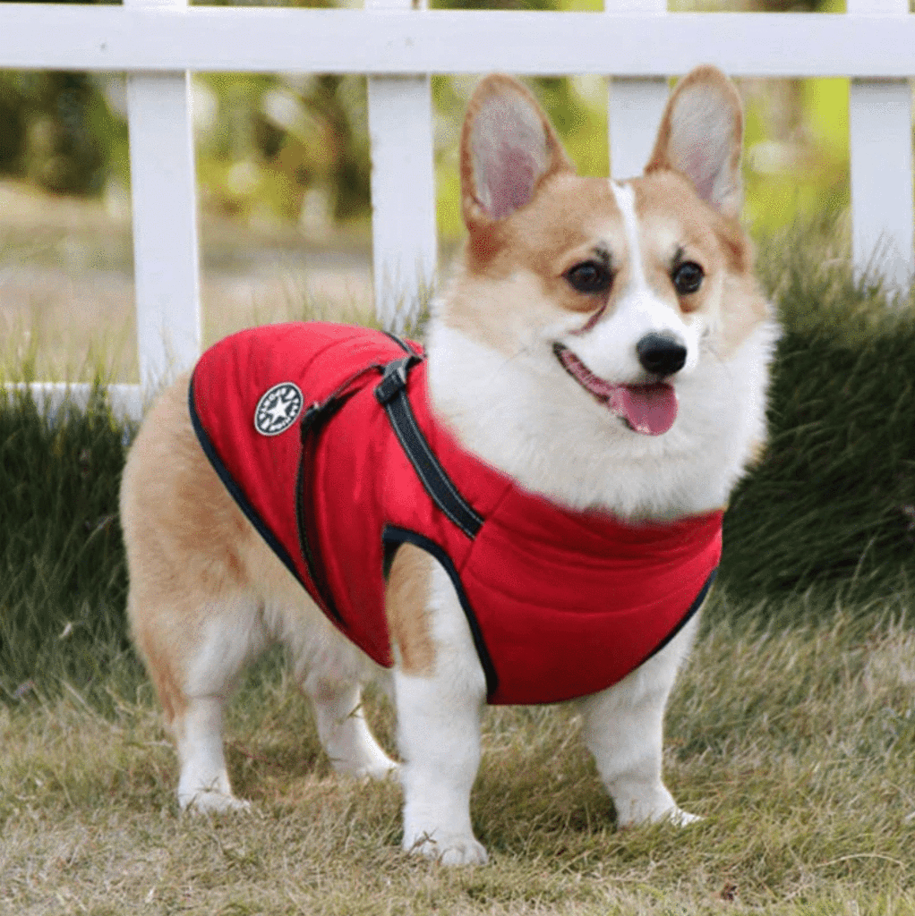 Manteau harnais imperméable réfléchissant pour chien