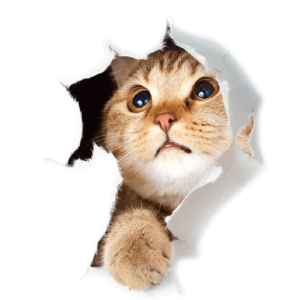 auto collants de chat incrustation mur 3d accessoires chat au bonheur du chat boutique daccessoires pour votre chat variante 2 227685