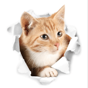 auto collants de chat incrustation mur 3d accessoires chat au bonheur du chat boutique daccessoires pour votre chat variante 3 339973