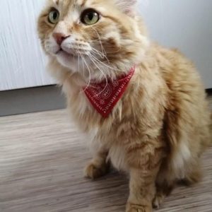 foulard pour chat accessoires chat au bonheur du chat boutique daccessoires pour votre chat 103883