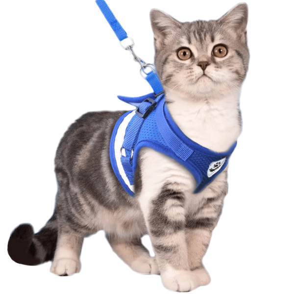harnais pour chat avec bande luminescente de securite harnais pour chat au bonheur du chat boutique daccessoires pour votre chat 760131 1