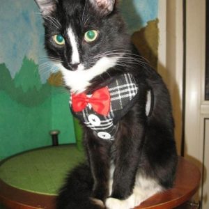 harnais pour chat classe harnais pour chat au bonheur du chat boutique daccessoires pour votre chat 273325