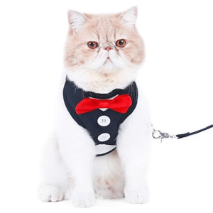 harnais pour chat classe harnais pour chat au bonheur du chat boutique daccessoires pour votre chat 658657